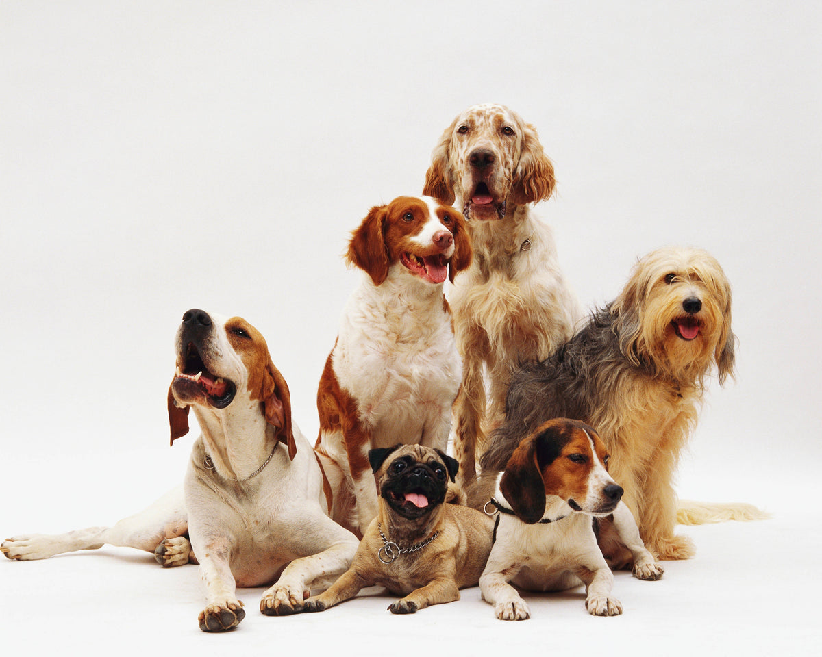 Pet Essentials